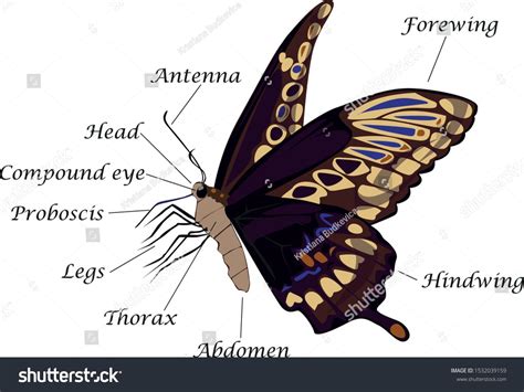 Anatomy of a Butterfly. Insect anatomy. Educational material #Ad , #Ad ...