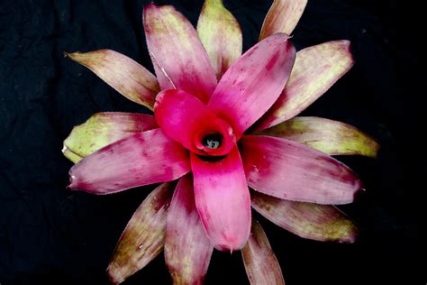 NEOREGELIA PURPLE STAR - Fox Farm Bromeliads