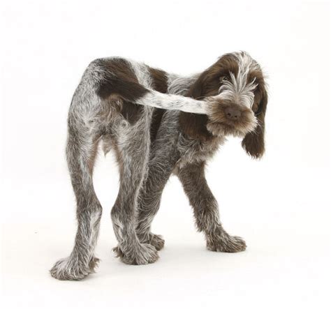 Quistel Dogs - Spinone Italiano – Quistel Pet Care & Grooming