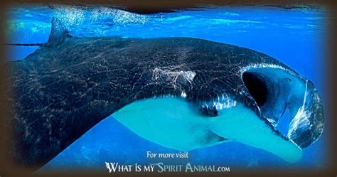 Manta Ray Symbolism & Meaning | Spirit, Totem, & Power Animal