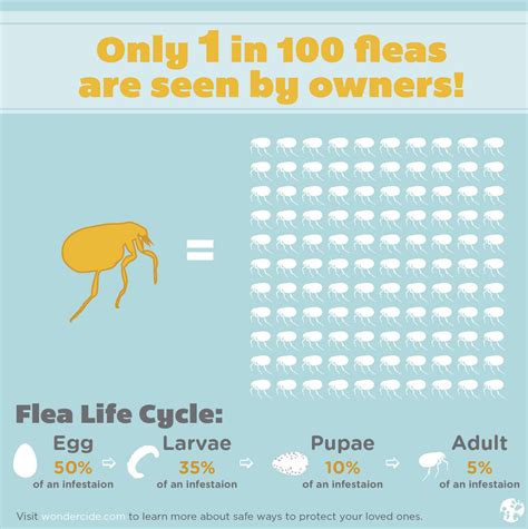 What is the Flea Life Cycle? Fleas in 4 Stages [FAQ] – Wondercide