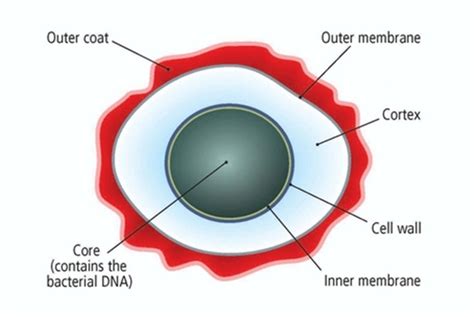 ENDOSPORE at emaze Presentation