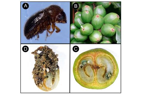 The Stem Borer Bores Coffee Branches: How To Prevent Them Effectively ...