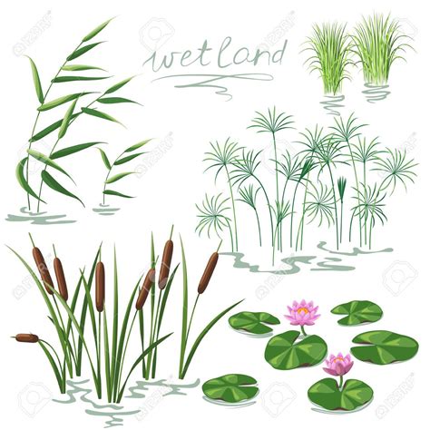 lilies and reeds on water - Google Search | Flower drawing, Plant drawing, Water lily drawing