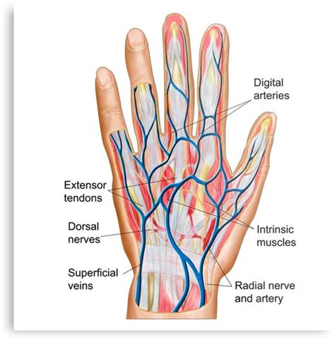 Lámina metálica «Anatomía de la parte posterior de la mano humana.» de ...