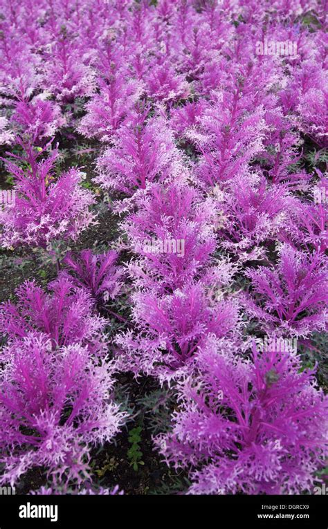 Kale cabbage garden hi-res stock photography and images - Alamy