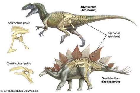 Dinosaur - Classification | Britannica.com