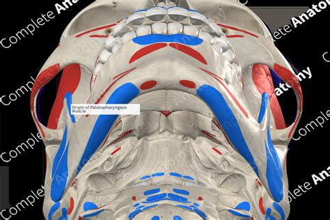 Origin of Palatopharyngeus Muscle | Complete Anatomy