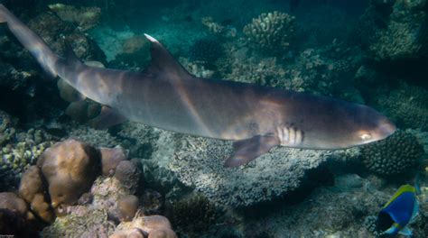 Maldives: Flying and reefs – Biosphere Expeditions: blogs from the frontline of wildlife ...