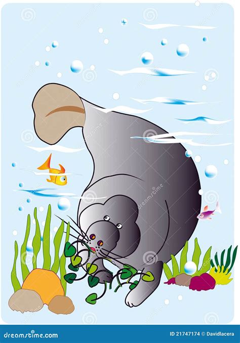 Manatee in Their Natural Habitat Stock Illustration - Illustration of ...