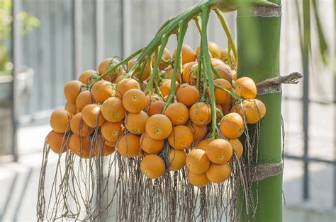 Betel Nut Benefits | Livestrong.com