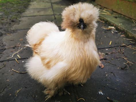 Fluffy the silkie chicken 🐔 : r/BackYardChickens