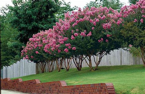 8 Best Trees for Small Yards | Southern Living