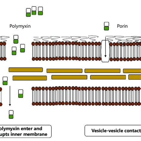 Antibacterial mechanisms of polymyxin: (a) classic mechanism of... | Download Scientific Diagram