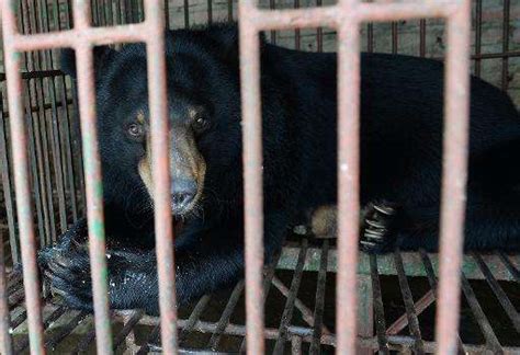 Moon bears rescued from bile farms in Vietnam