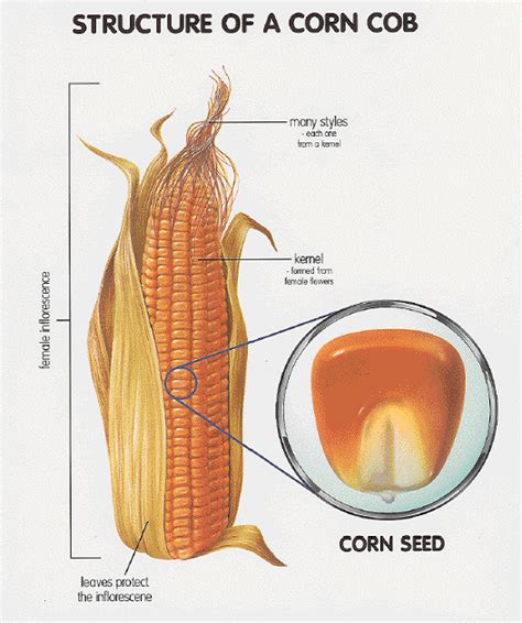 Corn Anatomy - Anatomy Reading Source