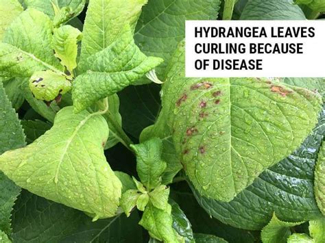 8 Causes of Hydrangea Leaves Curling (And How To Fix) – World of Garden ...