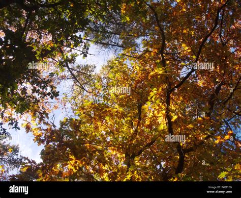 Fall colors in the forest Stock Photo - Alamy