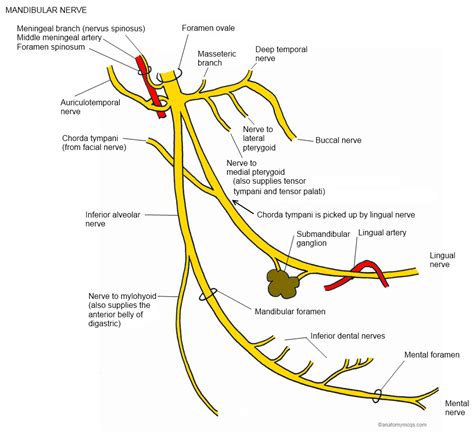 Branches of Mandibular nerve Dental Anatomy, Gross Anatomy, Medical Anatomy, Nerve Anatomy ...