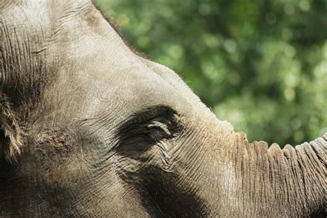 10+ Baby Elephant Crying Stock Photos, Pictures & Royalty-Free Images - iStock