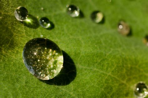 The lotus leaf: how nature makes water-repellent materials.