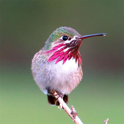 10 Incredible Hummingbird Species You Could See in Your Backyard | Most ...