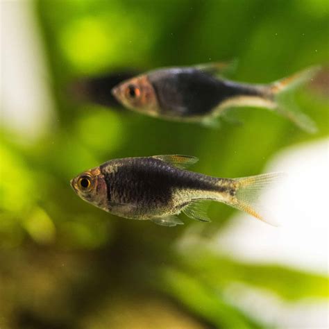 Black Harlequin Rasbora - Planted Tank Mates