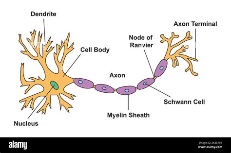 Axon Terminal Model