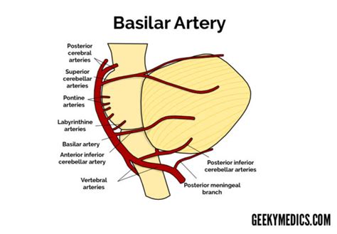 Arterial Supply of the Brain | Circle of Willis | Geeky Medics