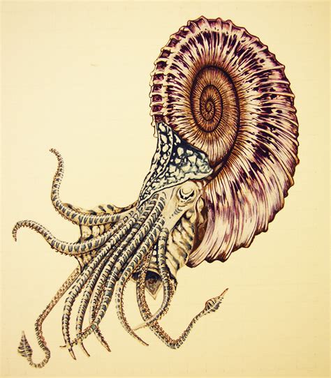 Spiral nautiloid, color image by Parsons on DeviantArt