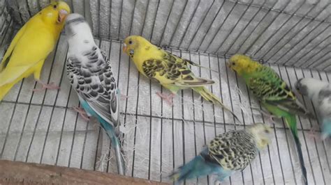 Budgie Babies - YouTube