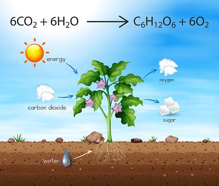 A Process Of Tree Produce Oxygen Stock Illustration - Download Image Now - iStock