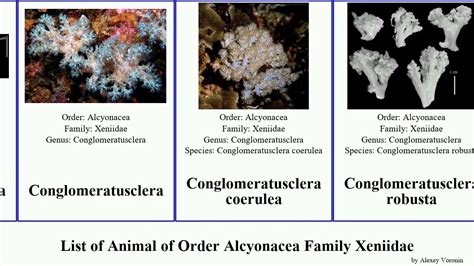 List of Animal of Order Alcyonacea Family Xeniidae xenia simplex rosea ...