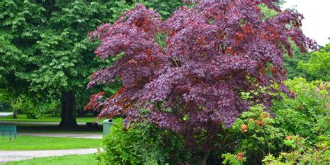 Trees with Red Leaves All Year Round: 7 Trees You Can Plant