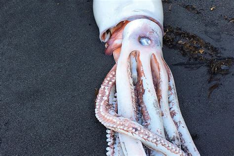 Giant Squid - National Maritime Historical Society