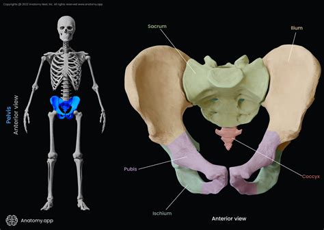 Ilium | Encyclopedia | Anatomy.app | Learn anatomy | 3D models, articles, and quizzes