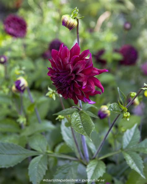 Dark red dahlias – Garden Flow