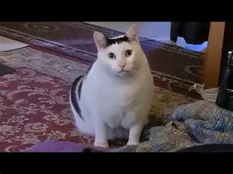 Cat saying Huh meme - YouTube