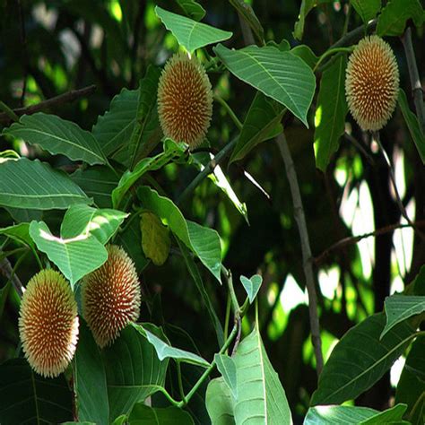 Kadamba - Avenue Trees – Exotic Flora