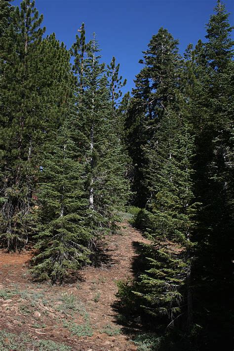 Mountain Biking on Mt Pinos in the Los Padres National Forest