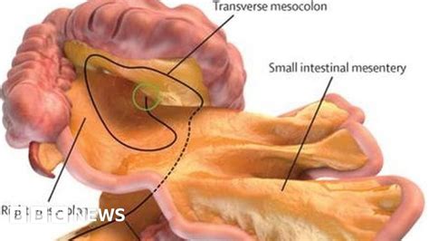 New organ named in digestive system - BBC News