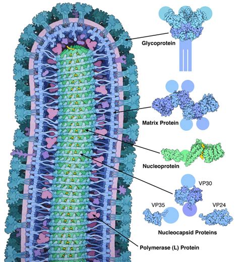 PDB-101: Molecule of the Month: Ebola Virus Proteins