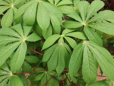 Cassava: Plant Care & Growing Guide