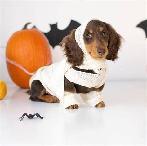 Top 10 Sausage Dog Halloween Costumes!