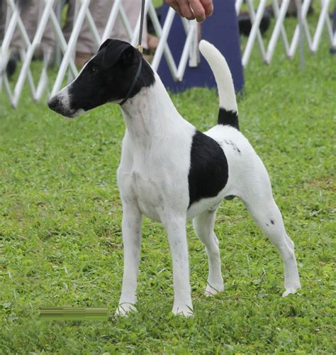 Smooth Fox Terrier - Puppies, Rescue, Pictures, Information, Temperament, Characteristics ...