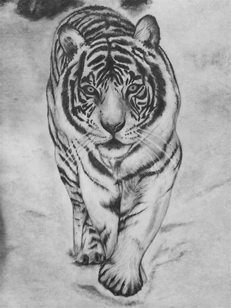 White tiger pencil drawing, done by Danielle Weingart | Tiger drawing ...