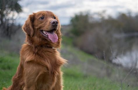 Red Golden Retriever: A Beloved Variant of A Classic Breed