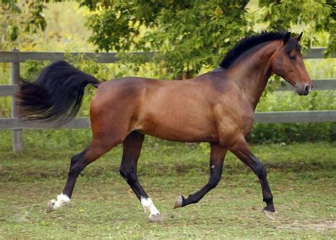 Swedish Warmblood Horse Info, Origin, History, Pictures