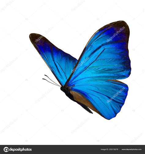 Prints Blue Morpho Butterfly Blue butterfly Butterfly picture Wall Décor Wall Hangings etna.com.pe