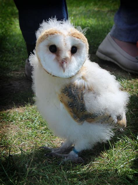 Baby Barn Owl 02 by EscaBowmer on DeviantArt